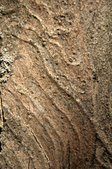 Abstract patterns on maple bark formed by light and shadow on whorled ridges