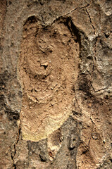 Abstract patterns on maple bark formed by light and shadow on whorled ridges