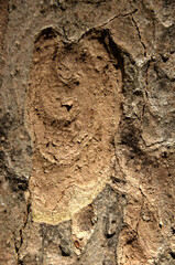 Abstract patterns on maple bark formed by light and shadow on whorled ridges