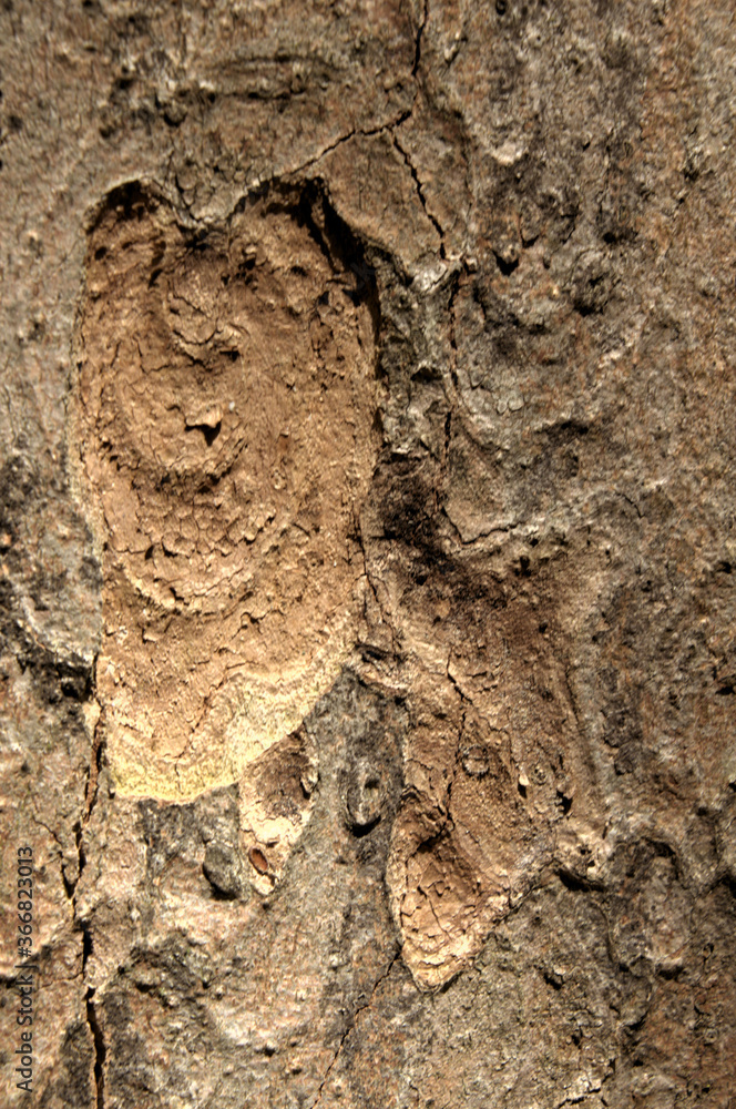 Wall mural abstract patterns on maple bark formed by light and shadow on whorled ridges