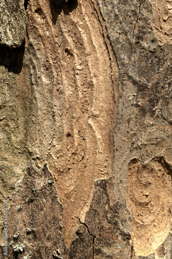 Wall mural abstract patterns on maple bark formed by light and shadow on whorled ridges