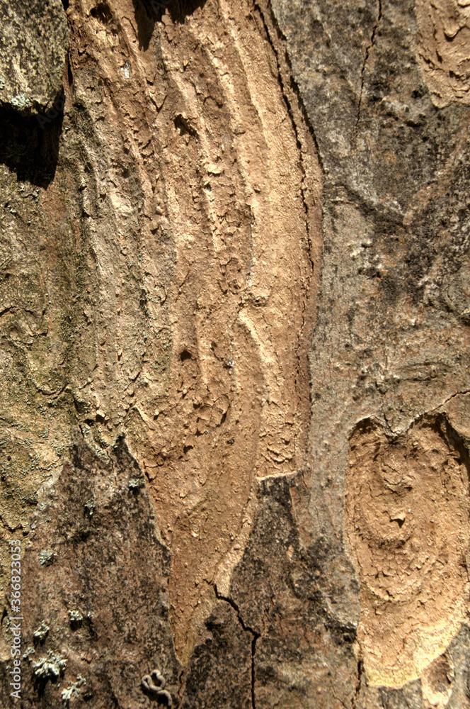 Wall mural abstract patterns on maple bark formed by light and shadow on whorled ridges