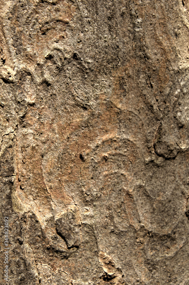 Sticker abstract patterns on maple bark formed by light and shadow on whorled ridges