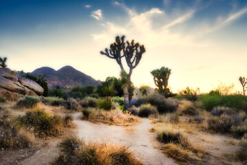 Obraz premium joshua tree national park california