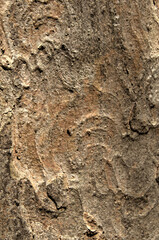 Abstract patterns on maple bark formed by light and shadow on whorled ridges