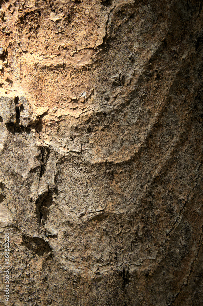Wall mural abstract patterns on maple bark formed by light and shadow on whorled ridges