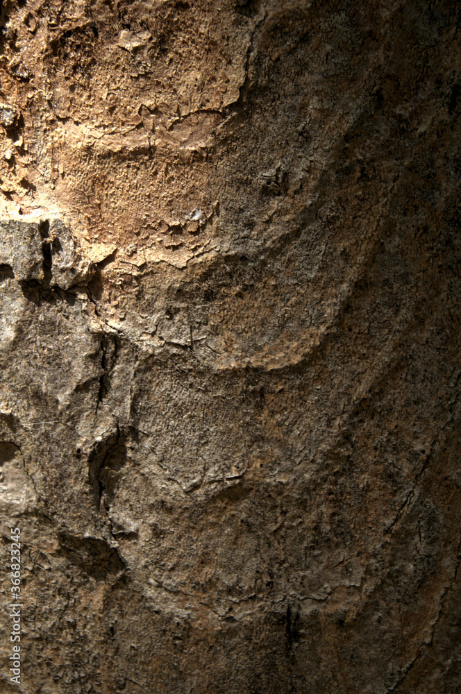Sticker abstract patterns on maple bark formed by light and shadow on whorled ridges