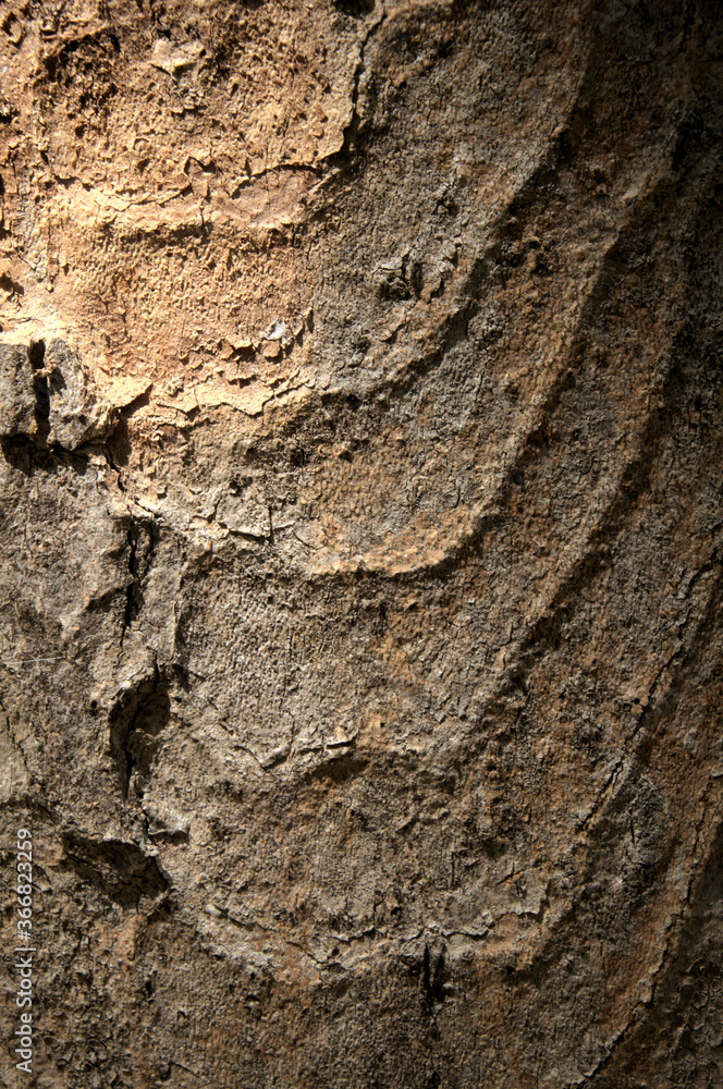 Wall mural abstract patterns on maple bark formed by light and shadow on whorled ridges