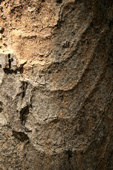 Abstract patterns on maple bark formed by light and shadow on whorled ridges