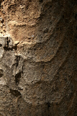 Abstract patterns on maple bark formed by light and shadow on whorled ridges