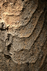 Abstract patterns on maple bark formed by light and shadow on whorled ridges