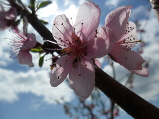 Peach blossom against the sky