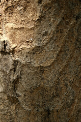 Abstract patterns on maple bark formed by light and shadow on whorled ridges