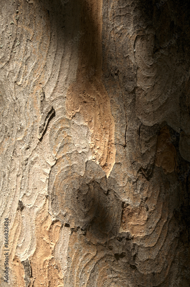 Poster abstract patterns on maple bark formed by light and shadow on whorled ridges