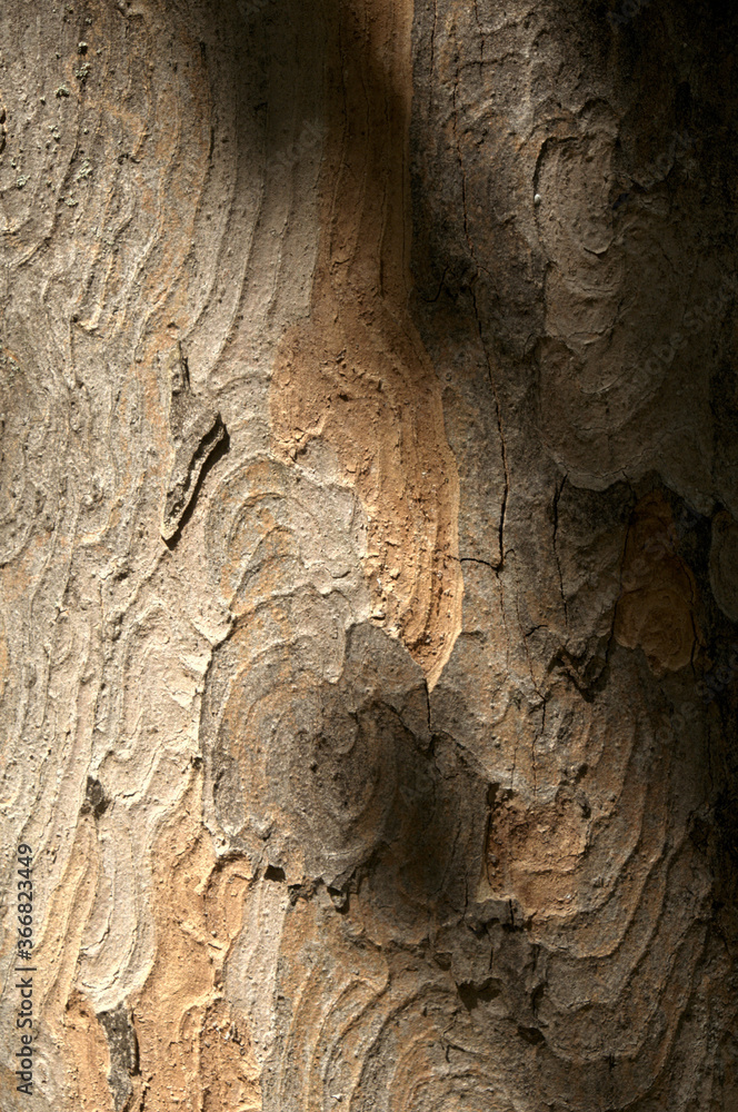 Wall mural abstract patterns on maple bark formed by light and shadow on whorled ridges