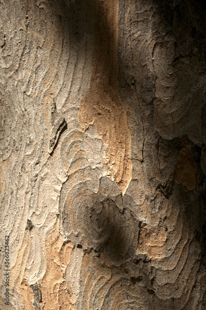 Poster abstract patterns on maple bark formed by light and shadow on whorled ridges