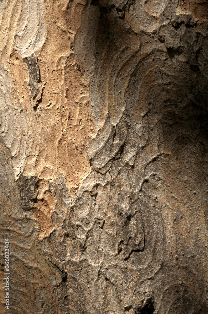 Sticker abstract patterns on maple bark formed by light and shadow on whorled ridges