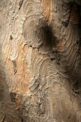 Abstract patterns on maple bark formed by light and shadow on whorled ridges
