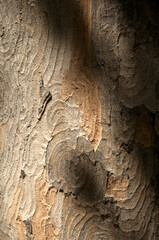 Abstract patterns on maple bark formed by light and shadow on whorled ridges