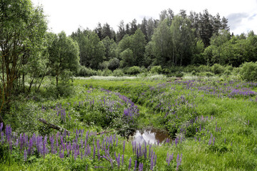 Fototapeta premium Summer landscape with blooming fields near the city of Miory, Belarus