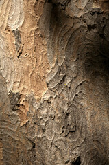 Abstract patterns on maple bark formed by light and shadow on whorled ridges