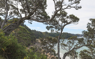 Old Trees over beach and sea in New Zealand