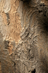 Abstract patterns on maple bark formed by light and shadow on whorled ridges
