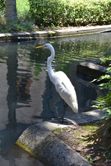 Snowy Egret posing in front a a manmade pond. 