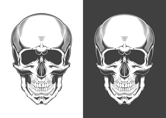 Vintage monochrome highly detailed skull illustration. Isolated vector template