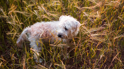 An Irish soft coated wheaten terrier puppy with scruffy wire fur coat in a wheat field looking back attentively. Isolated focussed dog with background on English garden grass 