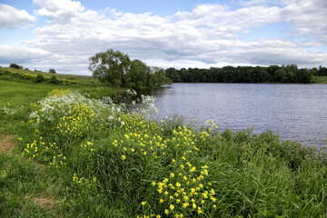 Fototapeta na wymiar Summer landscape with a lake and a flowering meadow in the village of Rositsa, Belarus