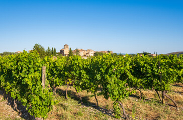 Fototapeta na wymiar France, Ardèche (07), les vignes de Vinezac, village de l'Ardèche méridionale.