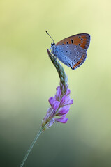 Lycaena virgaureae butterfly collects nectar on a field flower on a summer day in a forest glade