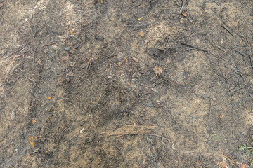 abstract background of a dry ground in a forest close up