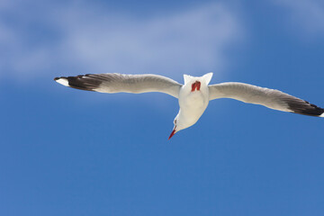 Red billed Gull in flight in New Zealand