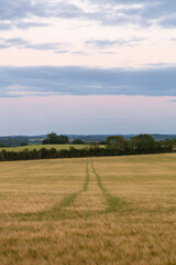 Obraz premium Idyllic scenery wide angle evening sunset in the English Warwickshire countryside. Background design asset with space for copy text. Trees on a wheat field and wildflower meadow. blue golden hour