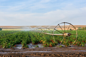 irrigation system in the field of paprika