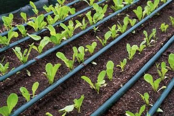 Row of many young green cos lettuce vegetables are growing with drip irrigation system in organic...