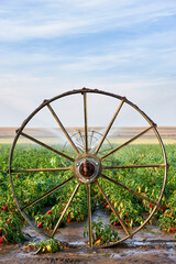 irrigation wheel on the field of paprika