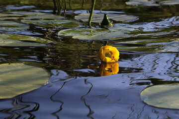 Water lily flowers on the water surface of a forest lake