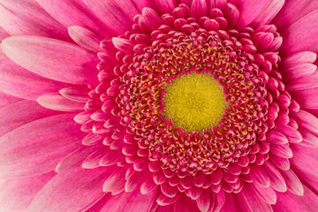 Gerbera flower close-up, macro of the center of the flower as background texture