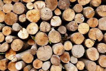 Freshly cut timber wood in piles