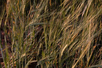 Rural Countryside Wheat field Barley zoomed detail close up background wallpaper design element. Warwickshire England Great Britain. Agricultural farm crop