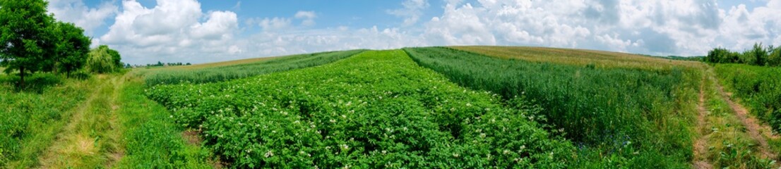 Fototapeta na wymiar Panorama of green plants in potato crop in agriculture