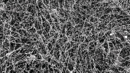 An ecological array of foliage, leaves, vines and ground, producing an interlacing texture background with copy space in a dramatic, artistic presentation. Warwickshire, England, Great Britain