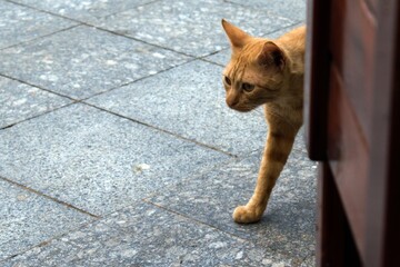ginger cat went out for a walk