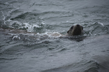 sea lion in the water