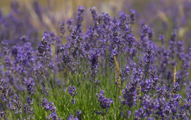 Closeup image of lavender  blooming in provence near groudon. Summer wildflowers on the french...