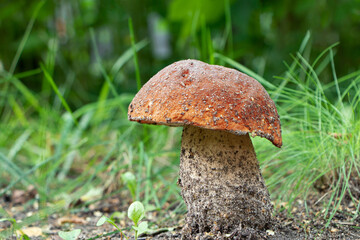 White mushroom, boletus in the forest.Boletus edulis in wild nature. Leccinum edule. Dictyopus edulis.Porcini