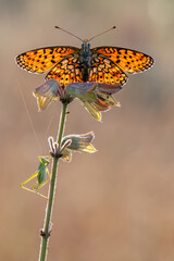 beautiful and elegant butterfly Melitaea on the blade awaits dawn early in the morning  stretched wings